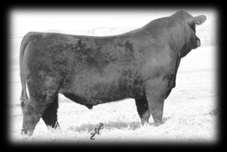 * Her 3 daughters have made replacements with 2 of them producing top bull calves this year (271E, 371E) * Border Line has been siring powerful calves that have good depth and thickness.
