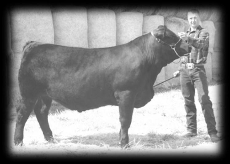 He has terrific performance and the numbers to go with it. * His dam is a proven female that has as much performance as any cow in the herd. She has lots of depth and length with a good disposition.