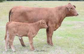 Miss Buff Cow Family E E SMOOTH LILA LILA 58 58 PAIR DNA 5057 GHD50K PV //05 C05998 MUL C09 Red Smooth Cavalier and Buff s Dreamlady hit another homerun here. Femininity and class all rolled into one.