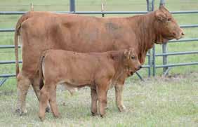 7B 0/8/05 C059 C0998 Male BROWN CF Sugar Britches and a # donor at Emmons Ranch produced a great one here. Stacking up great cow families produces predictability.