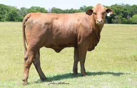 Miss Buff Cow Family HEADLINER 09 Lots 9A & 9B Pick S 9A RYDER 805 MAGIC COLORS CL0 The Brand of Champions BET ON BUBBA 507 DNA 5050 GHD50K PV 88 00 0 85 59 9 57 70.9.8 0.9 0.