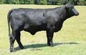 9D CAPTAIN S PEARL 5 B DNA 875057 HD50K PV Bet on Bubba /9/0 C000 MUL months at sale time Fancy Captain Britches daughter with lots of class and charisma, she knows she s good.