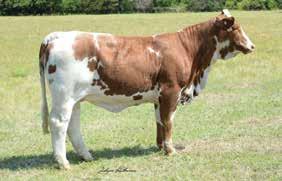 Miss Buff Cow Family ULTRASOUND S MILK TM %IMF RIB FAT $T 0.. 8.5 9.8. 0. 0.5 0. 0.08 5.08 ACC 0.5 0.5 0.9 0.7 0.8 0.5 0.8 0.5 0. RIGHT ON 7 B DNA 50578 GHD50K PV The Brand 7.