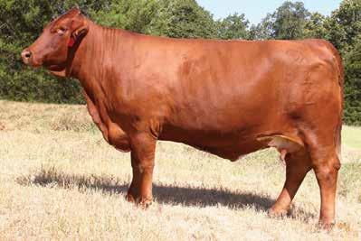 Invest in your Beefmaster future with Jezabelle. /VFF SWEET BRITCHES 50 Miss Sugarbelle //05 C007 B DNA 87505 PV Headliner 8 months at sale time M iss Sugarbelle is a picture perfect donor.
