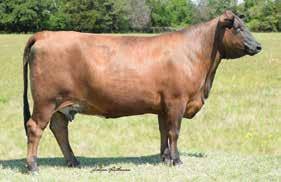 She has produced the 05 National Champion Bull, the Grand Champion at every major TX livestock show and numerous herd sires throughout the breed. She is a bull producer.