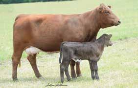 HEADSTART 55 PAIR DNA US900085 PV 0//0 C00808 STAR FACE C0979 Male MUL Pure class here, just like her mama and her poppa.