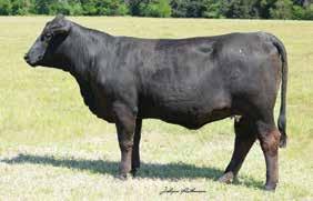 months at sale time Stylish Jezzy, the 00 Miss Beefmaster America, continues to hit homeruns.