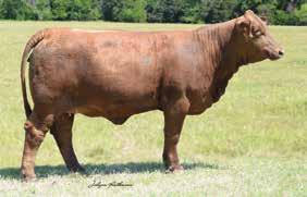 Jezabelle Cow Family 7B BIG HUNKA LOVE B DNA 87505 GHD50K PV Bet on Bubba /8/0 C0759 8 months at sale time What a class act here!