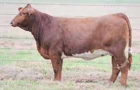 Bonfire s Barbie x Johnny Cash is a mating that works, being in the top % of the breed in. This is the first time this mating has been offered for sale.