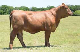 EASY KEEPIN 5 B DNA 875059 HD50K PV King George //0 C0759 5 months at sale time This Painted Tiger granddaughter has all of the right qualities to make her a great cow.