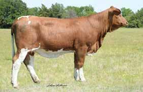 Throw in the addition of Body By Smooth (deceased), who was a top donor at ER, and you have a complete package. But wait included in this lot is an exceptional Bubba heifer calf at side.