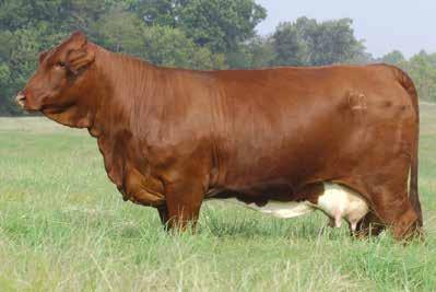 Oasis Cow Family SMOOTH JESSE Oasis Cow Family //0 C0759 B DNA 00099 SV PAINT Headliner 5 months at sale time O asis, owned by Cottage Farm, is a proven performance donor.