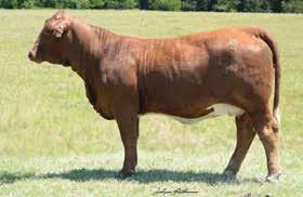 If all this doesn t blow your mind, look at the stud she s packing at her side by Headliner. If you think you are going to need a new herdsire in the future, here he is.