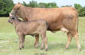 WOELFEL S HOLLOW 09/5 PAIR /5/05 C09 C09 This Maverick granddaughter is a very good looking female that has lots of greats in her pedigree Painted Tiger, Captain Sugar, Sugar Time, Miss Tabasco.