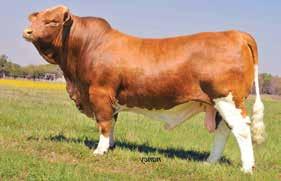 Juniors take note here, Sheza Star can make you a star in the show ring! //08 9 0 00 00 00 00 7 59 7 9.95 0 0.9 0. ULTRASOUND S MILK TM %IMF RIB FAT $T 0.5.7 7.7. 7. 0. 0.0 0. 0.05.9. ACC 0. 0.9 0.7 0.