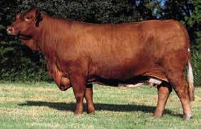 F Sire: **PAINTED TIGER 90 C855 DNA US0009 Dam: BODY BY SMOOTH 0 C800 DNA 9995 Embryos are stored at TransOva Genetics.
