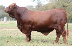 No doubt this will be a true breeding bull, yet he came here in a small packpower age lbs. He ranks in the top 0% of the breed in CE, the top 5% in, and the top 5% for.