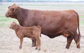 SUGAR'S DMER 505 Miss Buff Cow Family BULL Male 00 00 0 00 00 00 00 0 59 0.