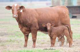 Miss Buff Cow Family SMOOTH RIDE 7 7 PAIR DNA 058 GHD50K PV //0 C0 STAR FACE MUL C099 /9/08 Pedigree of Shown Want to own a package to haul in blue ribbons here it is.
