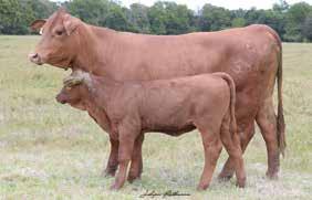 Add the look and the performance the industry demands with this duo. Champions producing Champions! It s a win, win situation. /8/07 08 9 87 0 00 75 7 590 8.9. 0. 0. ULTRASOUND S MILK TM %IMF RIB FAT $T 0 9 0.