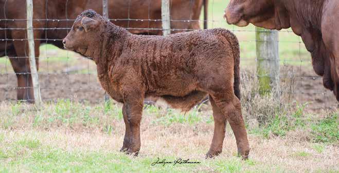 5 0.5 0. 0. 0. 0.5 0.5 0.9 C Pedigree of Shown HOT BRITCHES 58 58 PAIR DNA 5059 GHD50K PV 5//05 C0599 MUL C099 With Miss Buff and Body By Smooth in her pedigree, this female will have no trouble