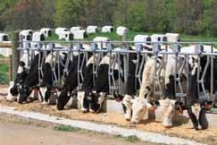 Managing Mastitis in Dairy Heifers to Improve Overall Herd Health Stephen C. Nickerson, Professor; Felicia M. Kautz, Research Associate; and Elizabeth L.