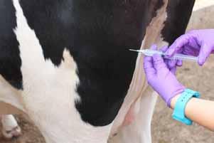 (19%) and Staph. aureus (8%). At calving, the cure rate was 75% after treatment with penicillin-novobiocin, and 87% following treatment with pirlimycin.