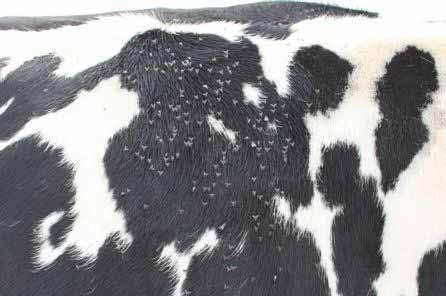 f f a b Figure 8. a) Horn flies on the back of a Holstein heifer; note the preference for dark hair color vs. white hair.