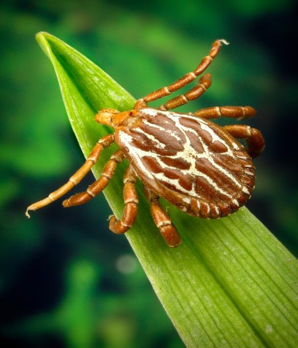 States Provide an update on newly recognized pathogens from the United States Discuss some newer findings in Rocky Mountain spotted fever Discuss prevention, management, and control measures The