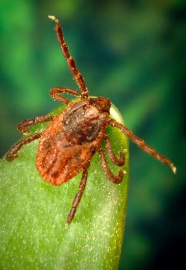 Rhipicephalus sanguineus Brown dog tick Found worldwide, primarily feeding on dogs as preferred host Larval and nymphal ticks occasionally feed on humans, especially when tick populations are high