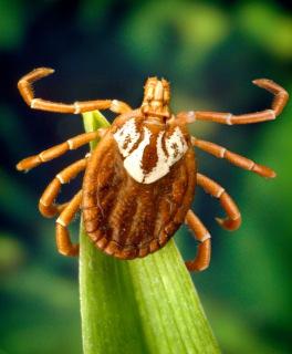 2008) Survives temperatures and humidities that other ticks cannot (Yoder et al.