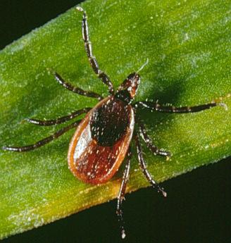 Additional tick species (I. pacificus, I. spinipalpis) involved in western U.S. and in other parts of the world (I. ricinus, I.