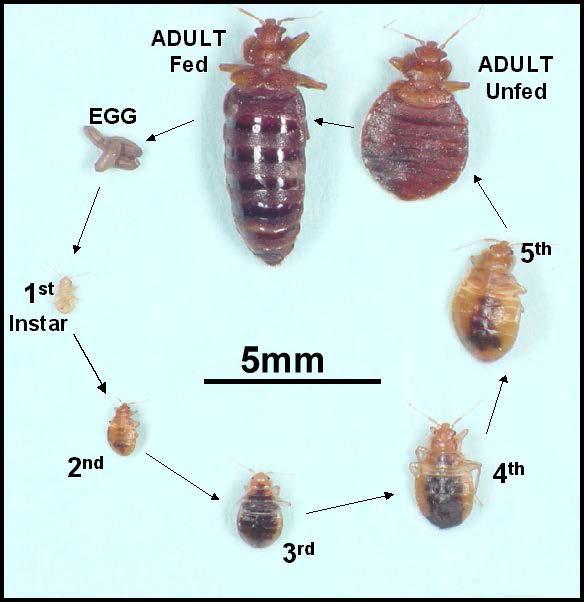 8. Bed Bugs 8.1 LIFE CYCLE Bed bugs (Cimex spp.) are insects (True bugs, order hemiptera) that are wingless and dorsoventrally flattened.