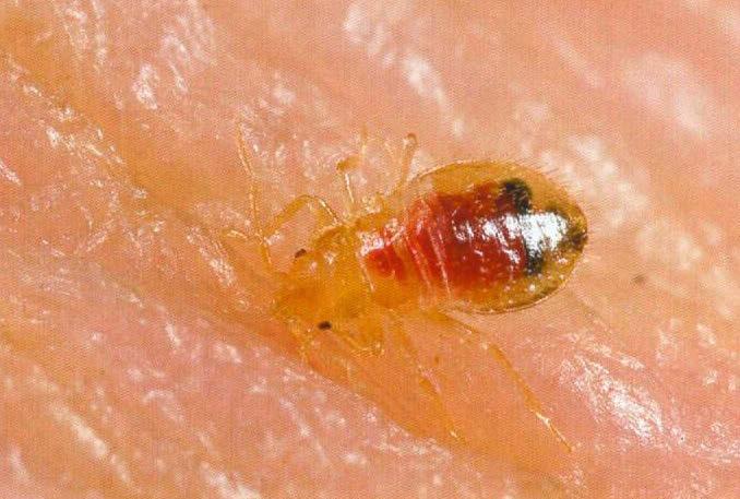 8.1.2 The Larvae (Nymph) Bed bugs have five larval (nymph) stages. The first instar nymph emerges from the egg approximately 7-10 days after it has been laid.