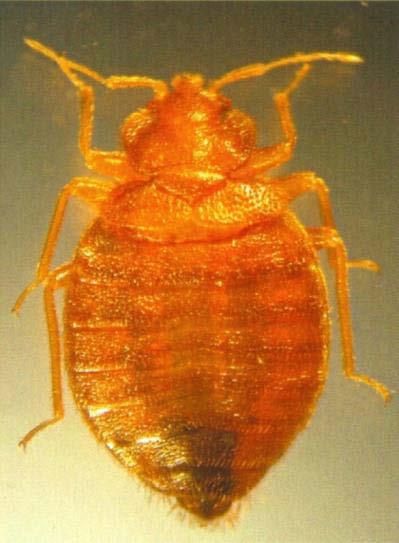 An adult male bedbug with pointed abdomen Harold Harlan DPMIAC, armed forces pest
