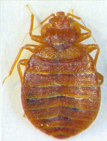 medical entomology ICPMR Side view of adult bed bug showing how flat it is even when