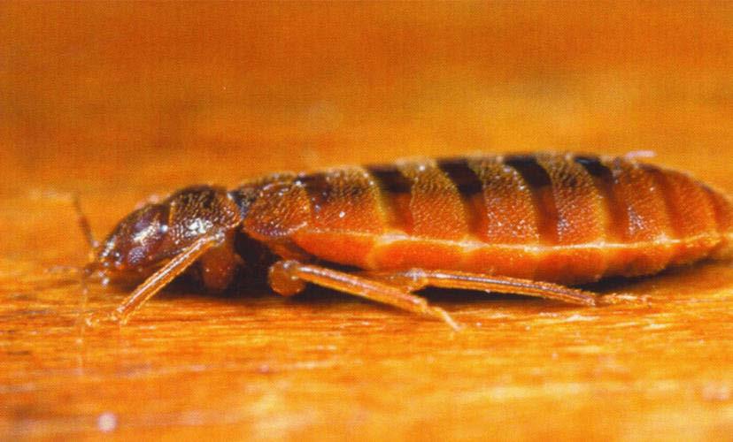 2 HABITATS Bed bug adults and larvae are found in the same environments.