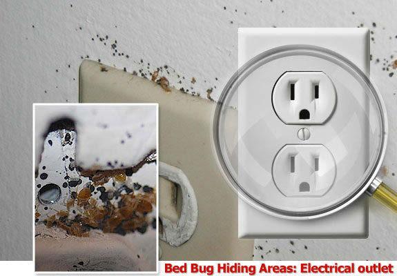 Bed bugs around electrical outlets Stop bedbugs.com 8.3 HOSTS Humans are the preferred host for a blood meal.