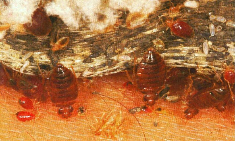In the absence of humans, bed bugs will feed on other warm blooded animals including dogs, cats, birds & rodents.
