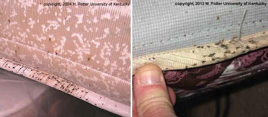 Adults, nymphs, eggs, shed skins, and fecal spots on a mattress.