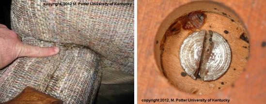 Bed bugs also congregate along seams of sofas and recliners.