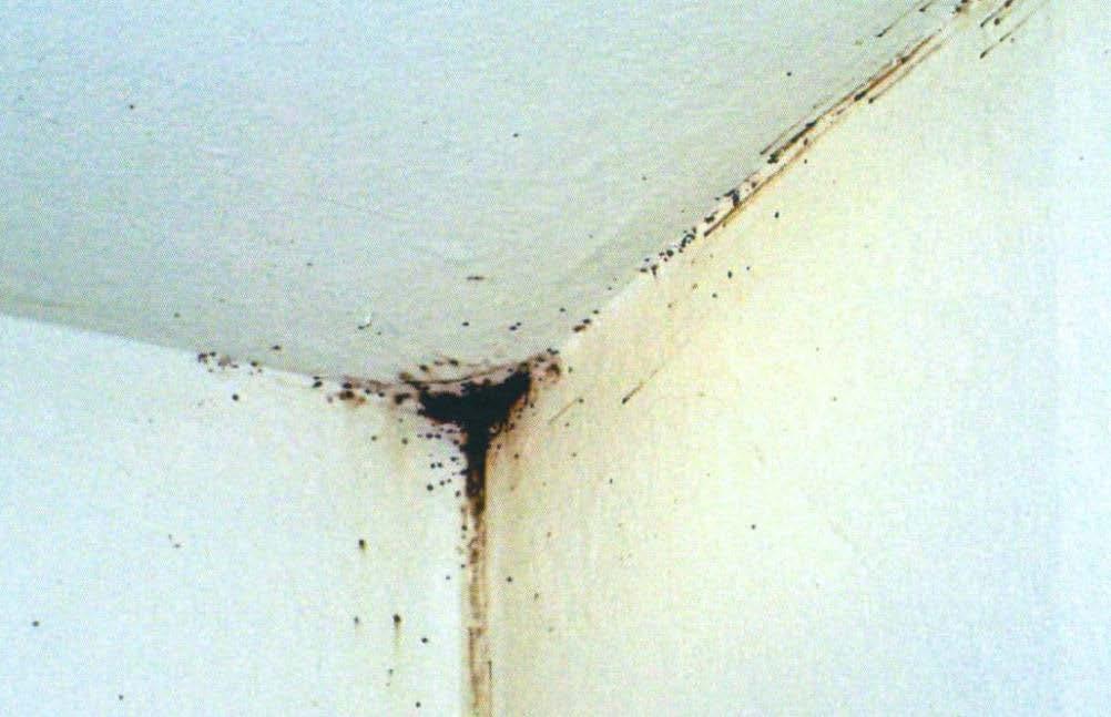 clustering on ceiling- wall intersection in a very heavy infestation; note