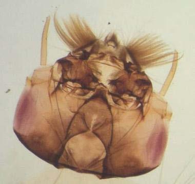 The larval instar level is determined by the size of the head capsule, not the body length.
