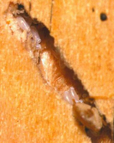 Bed bug Eggs glued in hole made by Furniture staple