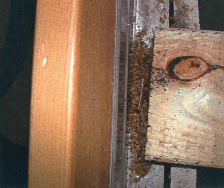 Bed bugs between slat and frame of an infested bed