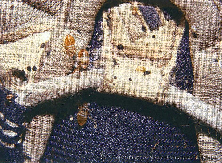Close up of bed bugs infesting running shoe (Stephen Doggett Dept of Medical Entomology, ICPMR) 11.7.