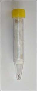 Sample tube containing adult specimen 11.10.