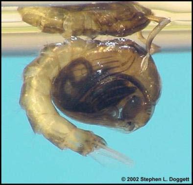 Once the adult tissues have developed and it is time for emergence, the pupa swims to the water surface and stretches itself out to full length and the pupal skins splits along the back and the