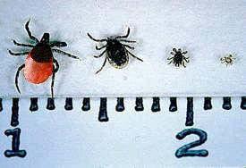 3. Ticks Ticks are external parasites (ectoparasites) that feed off the blood of mammals, birds, reptiles and amphibians.