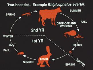See diagram below of the red legged tick (Rhipicephalus evertsi). Diagram ex http://entomology.ucdavis.edu/faculty/rbkimsey/tickbio.